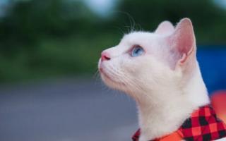 К чему снится белая пушистая кошка - Сонник Нострадамуса