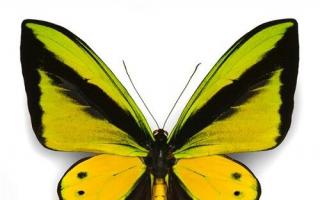 Интересни факти за пеперудите за деца