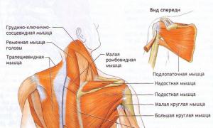 Distensión muscular con osteocondrosis cervical Músculos del cuello y los omóplatos