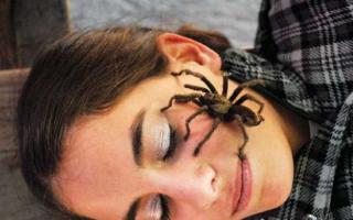К чему снится большой черный паук лохматый