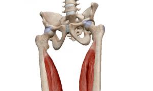 Jaka jest funkcja mięśnia czworogłowego uda?