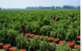 Propiedades útiles y medicinales de las bayas de goji ¿De qué arbusto proceden las bayas de goji?