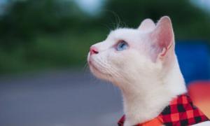 आप सफेद रोएँदार बिल्ली का सपना क्यों देखते हैं - नास्त्रेदमस की ड्रीम बुक