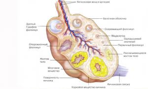 Kaj je rumeno telo v ginekologiji in zakaj je potrebno?