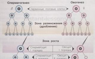Struktura, rozwój i podział męskich i żeńskich komórek rozrodczych