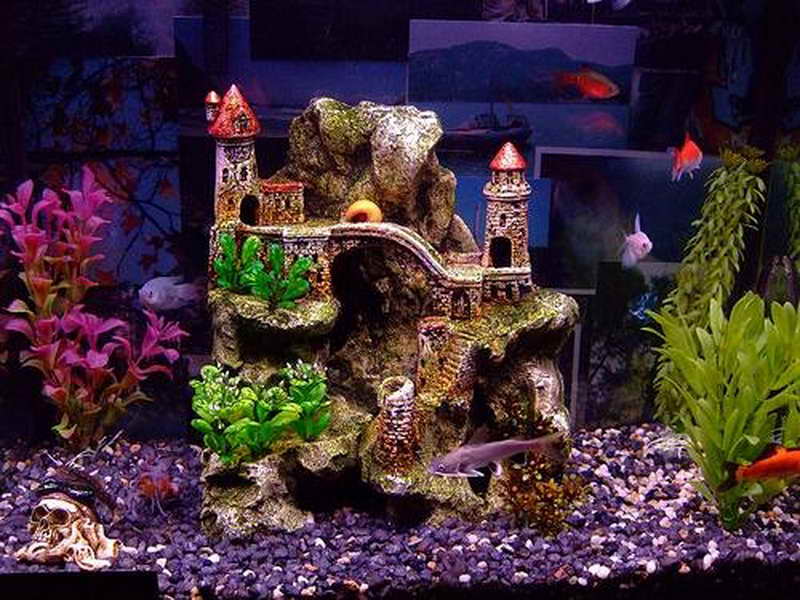 Decoration Of The Aquarium With Plants Aquarium Design Photos